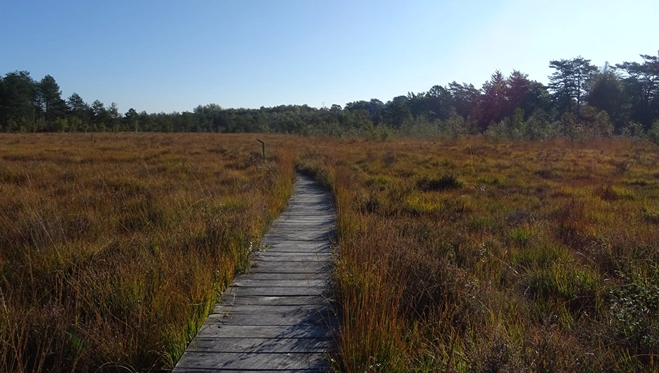 Tourbière de la Guette