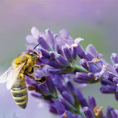Abeille qui butine des fleurs